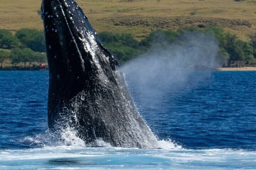 Private Custom Charter in Kawaihae