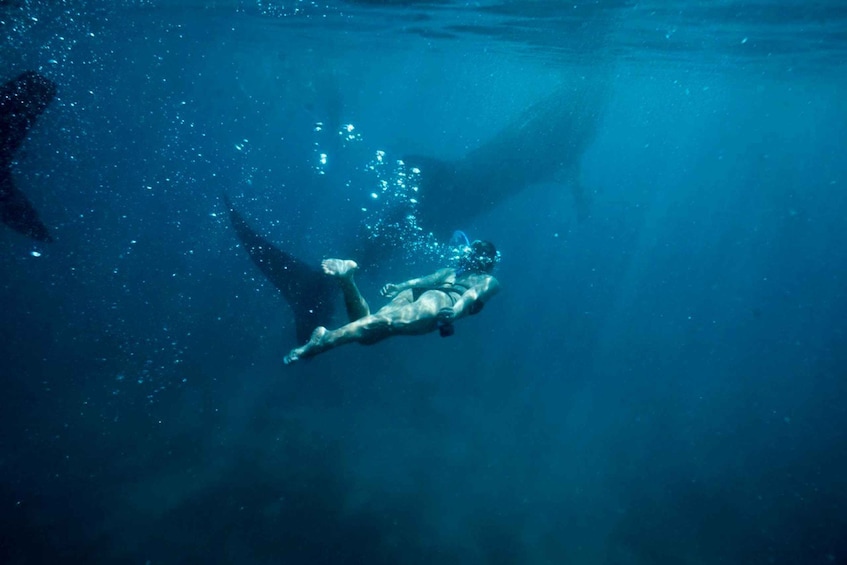 Picture 6 for Activity Cebu: Oslob Whale Sharks, Waterfall & Sardine Snorkeling