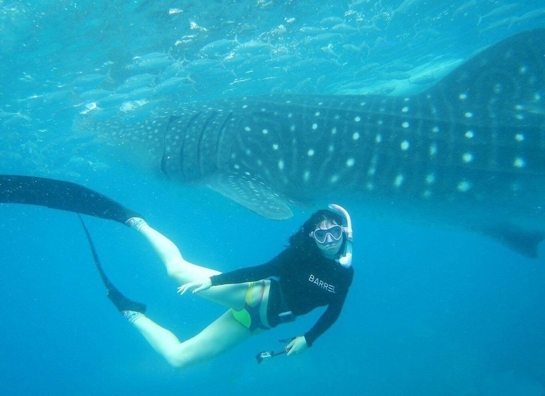 Picture 1 for Activity Cebu: Oslob Whale Sharks, Waterfall & Sardine Snorkeling