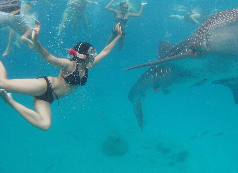 Picture 3 for Activity Cebu: Oslob Whale Sharks, Waterfall & Sardine Snorkeling