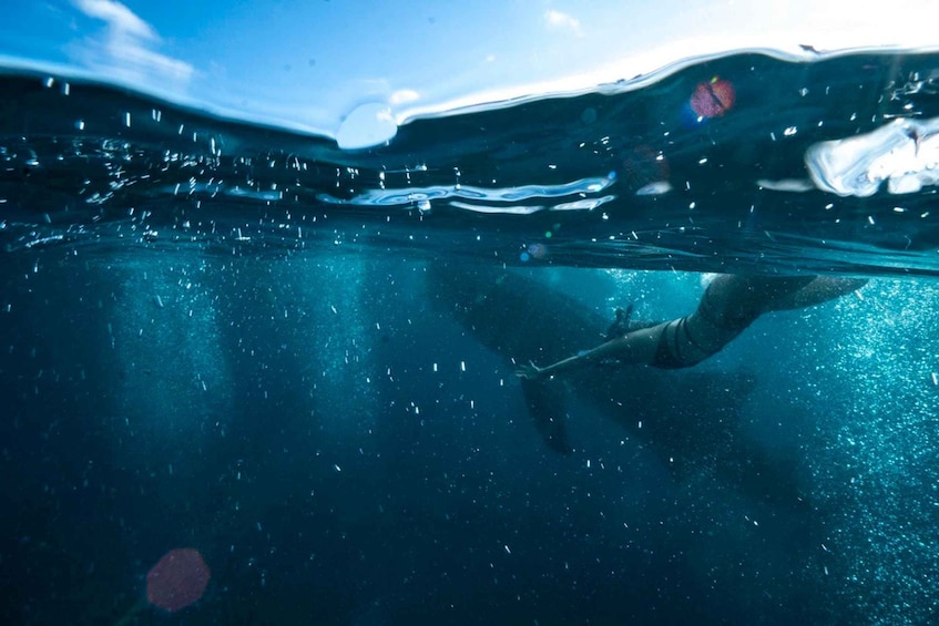 Picture 2 for Activity Cebu: Oslob Whale Sharks, Waterfall & Sardine Snorkeling