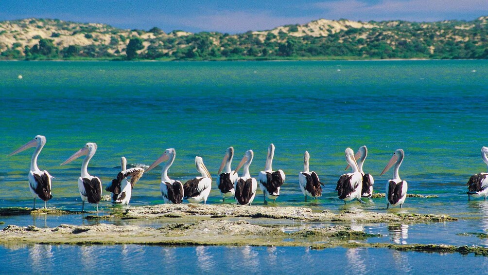 Picture 7 for Activity From Goolwa: Half-Day Coorong Experience