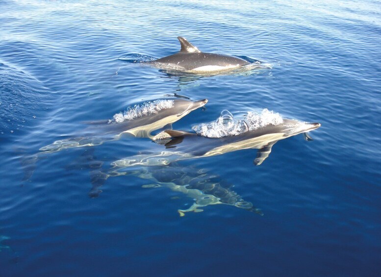 Picture 3 for Activity Fuzeta: Dolphin Observation Tour