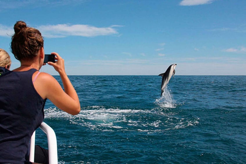 Picture 1 for Activity Pula: National Park Brijuni Dolphin Cruise with Dinner