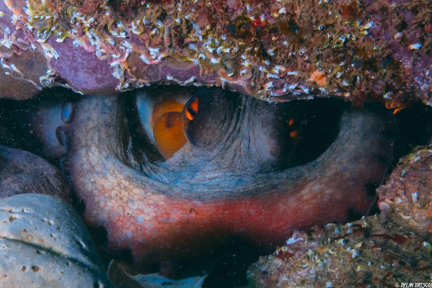 Picture 5 for Activity Lagos: Guided Scuba Diving Trip for Beginners