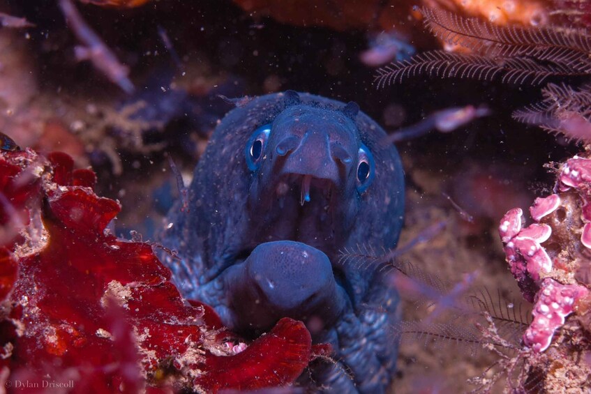 Picture 7 for Activity Lagos: Guided Scuba Diving Trip for Beginners