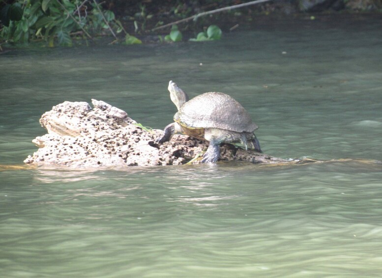 Picture 7 for Activity From Panama City: Gatun Lake and Monkey Island Tour