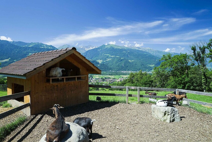 Picture 4 for Activity From Zurich: Private Trip to Liechtenstein and Heidiland