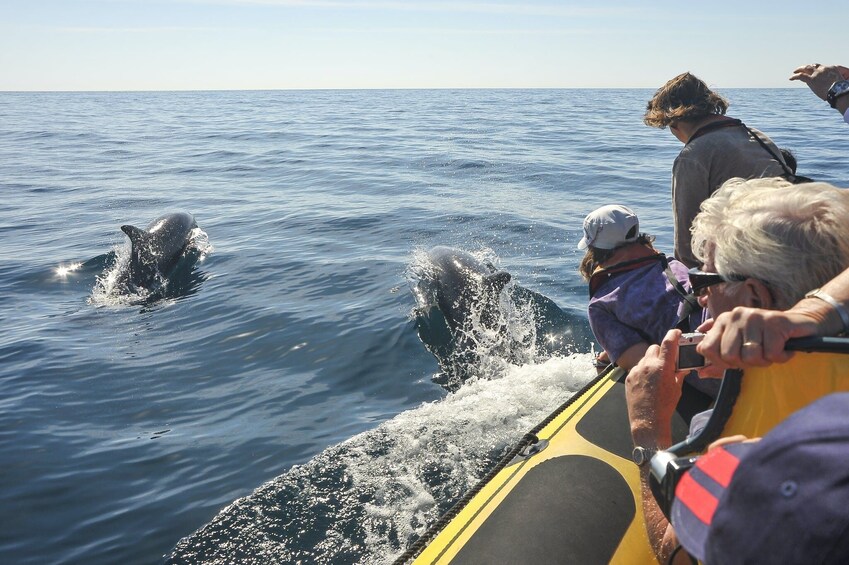 Insonia Cave and Dolphins Speedboat with Transport