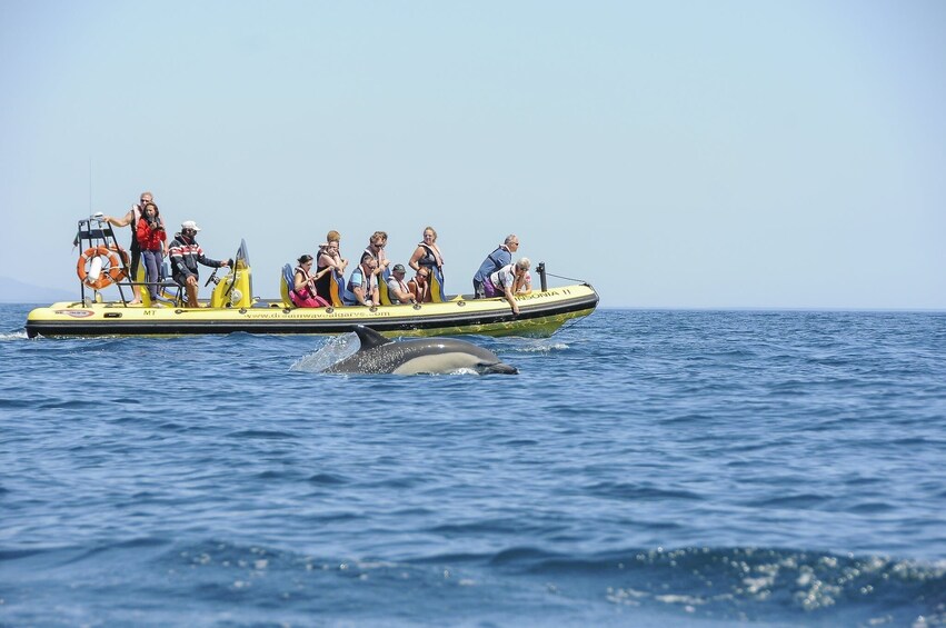 Insonia Cave and Dolphins Speedboat with Transport