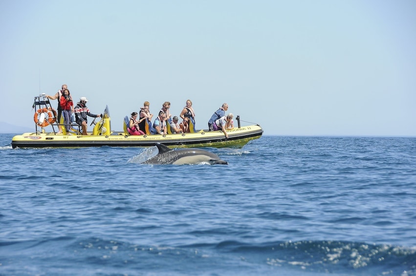 Insonia Cave and Dolphins Speedboat with Transport