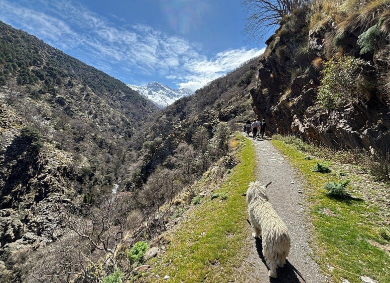 From Granada: High Sierra Nevada 6 hours hiking experience