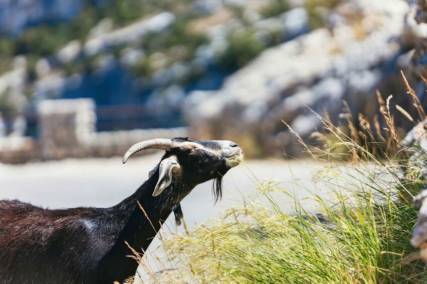Picture 8 for Activity Nice: Gorges of Verdon and Fields of Lavender Tour