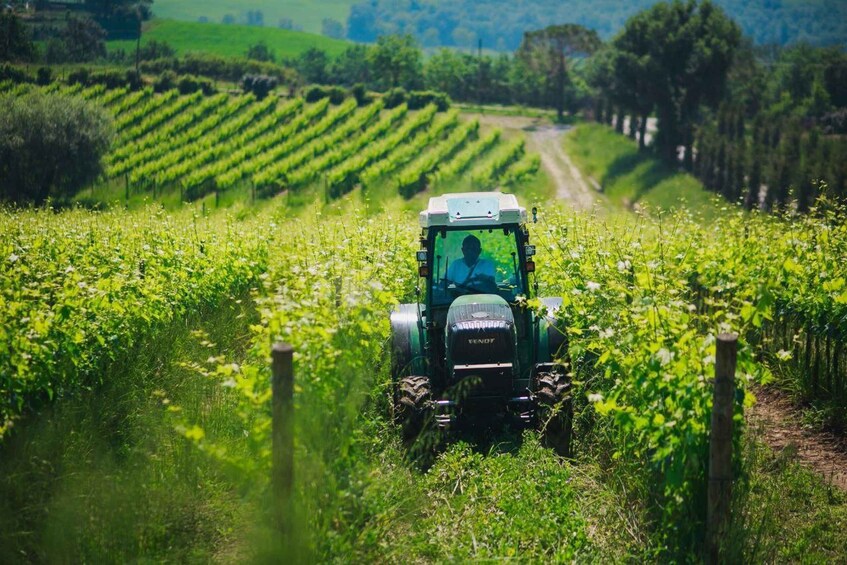 Picture 13 for Activity Val D'Orcia: Boutique Winery Tour and Wine Tasting