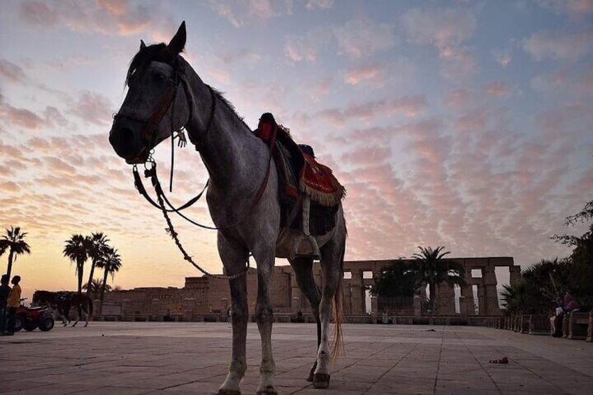 A donkey passing by Luxor Temple