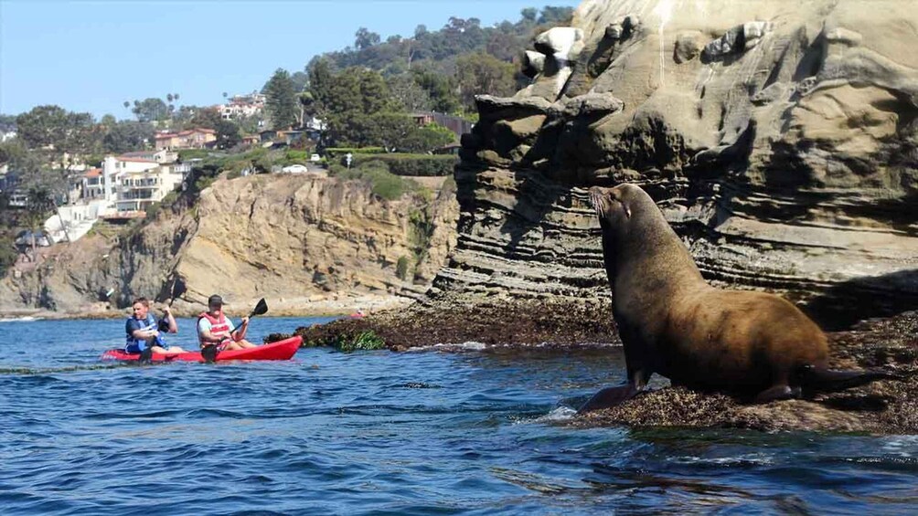 Picture 9 for Activity La Jolla: 2.5-Hour Kayak and Snorkel Tour
