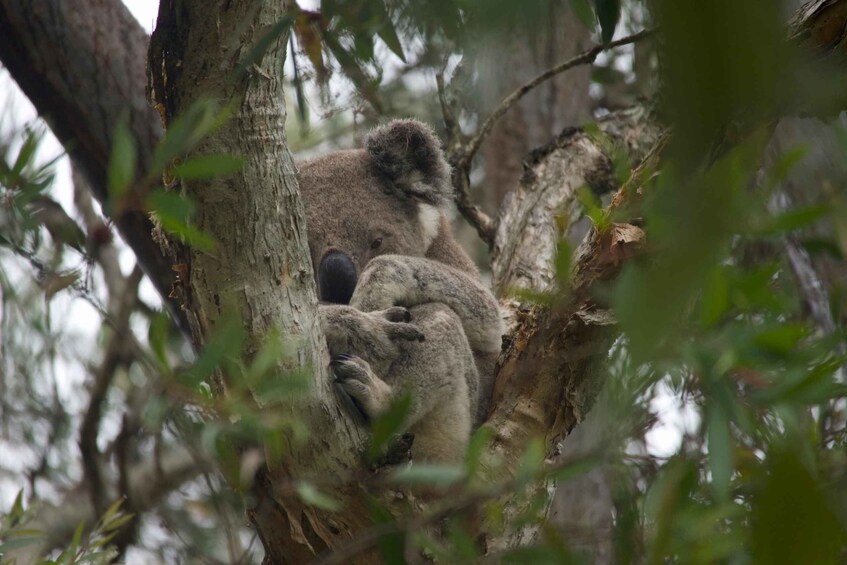 Picture 11 for Activity From Brisbane: North Stradbroke Island Wildlife Adventure