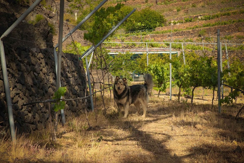 Picture 4 for Activity Tenerife: Tour of an Organic Vineyard with Tasting & Snacks