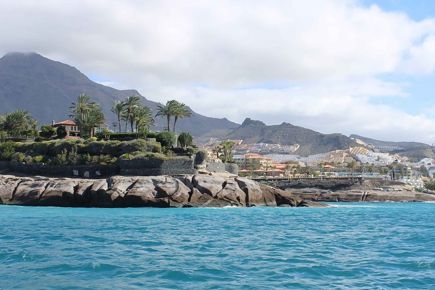 Picture 9 for Activity Costa Adeje Exclusive Cat 3 hrs. Trip Whales and Dolphins