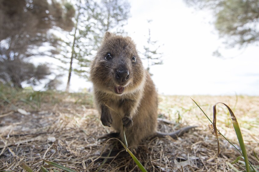 Rottnest Island Bayseeker Package from Perth