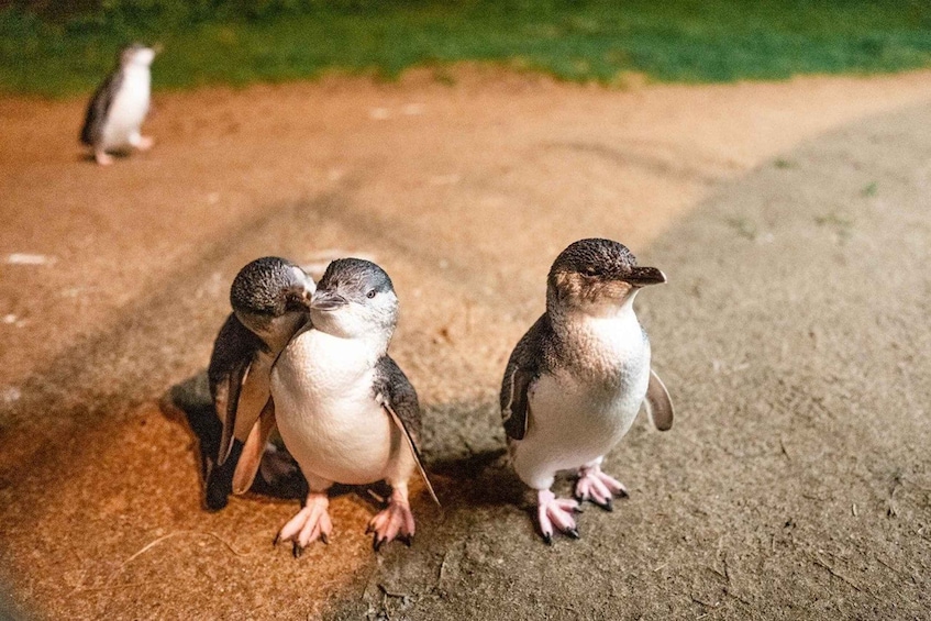 Melbourne: Boutique Phillip Island Wine and Penguins Tour
