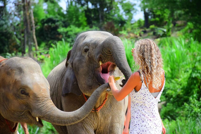 Picture 1 for Activity Chiang Mai: Elephant Feeding Experience