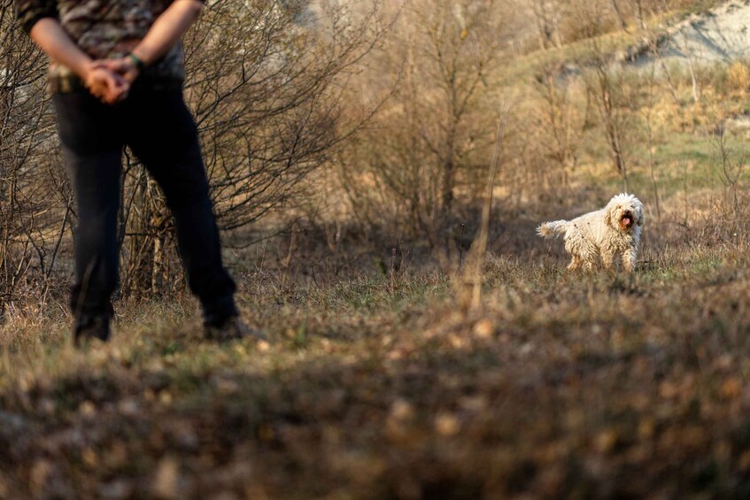 Picture 6 for Activity Langhe: Sunset Truffle Hunting with Tasting and Wine