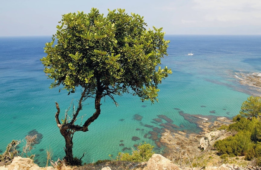 Pafos Zoo Visit & Blue Lagoon Cruise