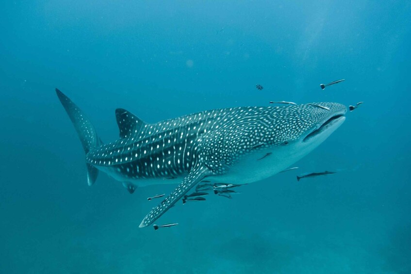 Picture 23 for Activity Muscat: Daymaniat Islands Snorkeling Tour with Refreshments