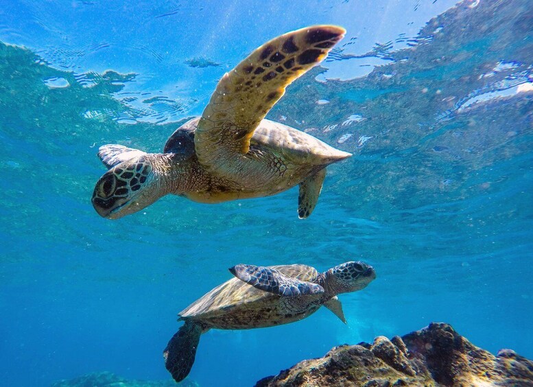 Picture 7 for Activity Muscat: Daymaniat Islands Snorkeling Tour with Refreshments