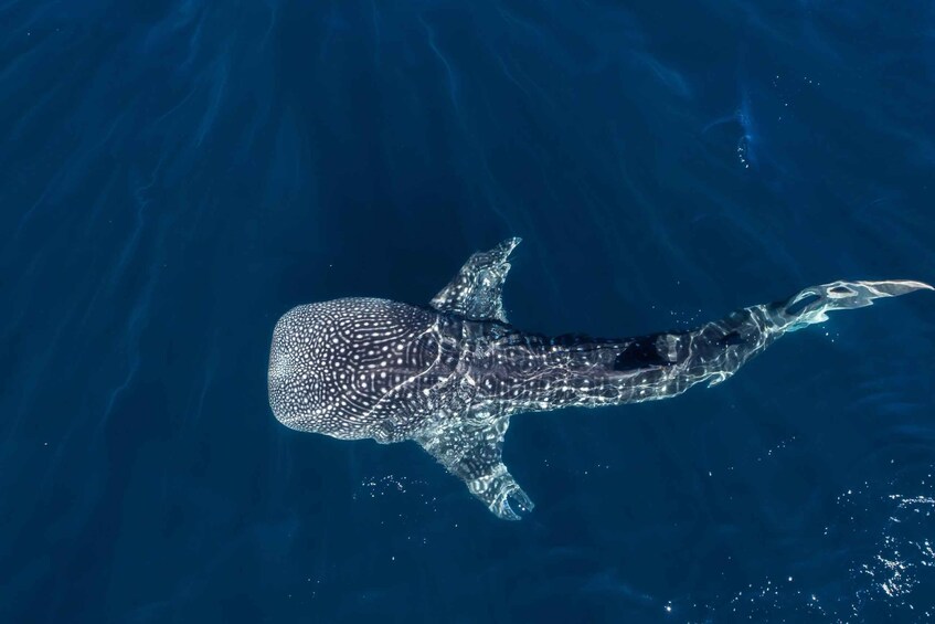 Picture 22 for Activity Muscat: Daymaniat Islands Snorkeling Tour with Refreshments