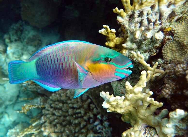 Picture 5 for Activity Muscat: Daymaniat Islands Snorkeling Tour with Refreshments