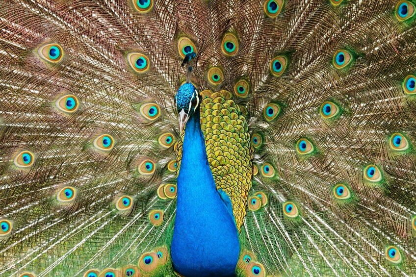 Pafos Zoo Visit & Blue Lagoon Cruise - Limassol