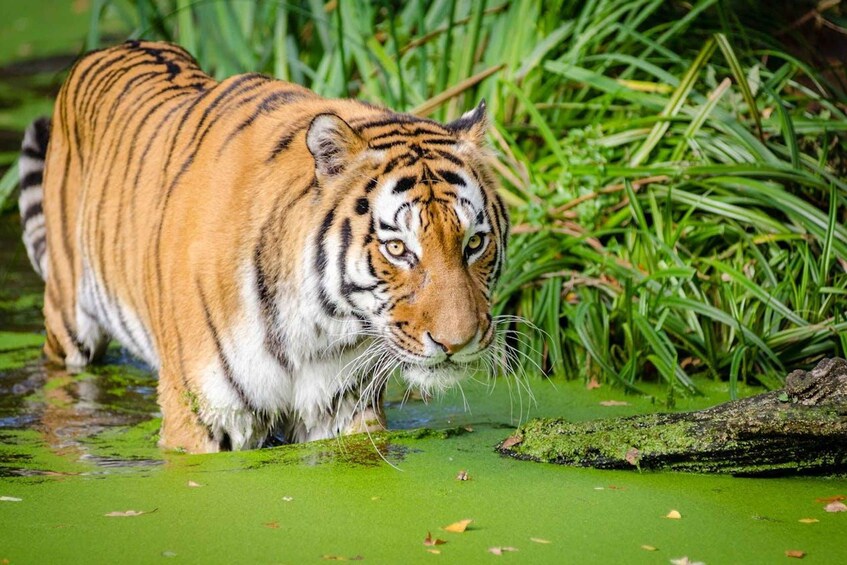 Picture 3 for Activity From Delhi: Private 3-Day Ranthambore Wildlife Safari Tour