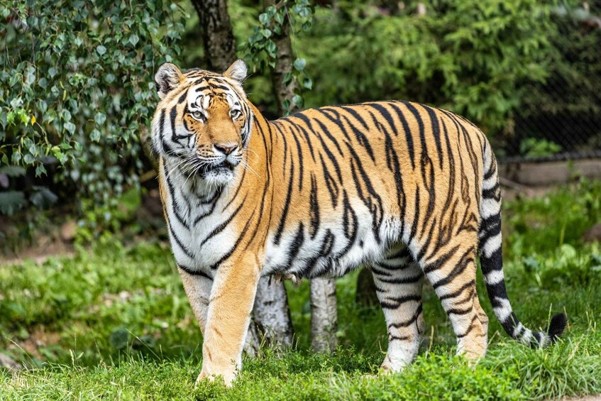 Picture 7 for Activity From Delhi: Private 3-Day Ranthambore Wildlife Safari Tour