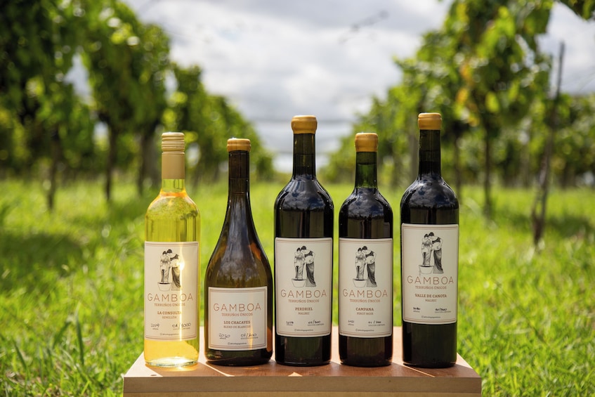 Small Group Wine Tasting in Bodega Gamboa with Lunch