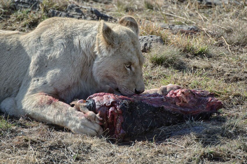 Picture 21 for Activity Pretoria: Pretoria City and Lion Park Tour