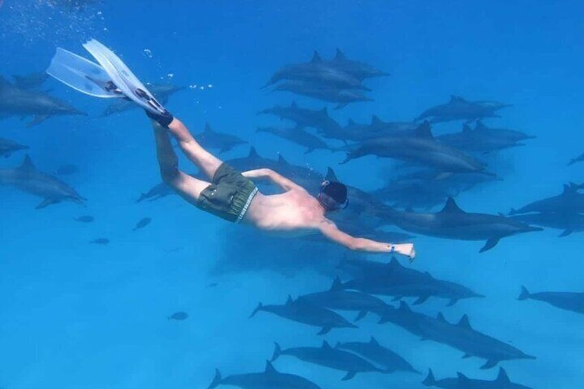 Experience the Dolphin House Royal VIP Sea Trip in Hurghada 