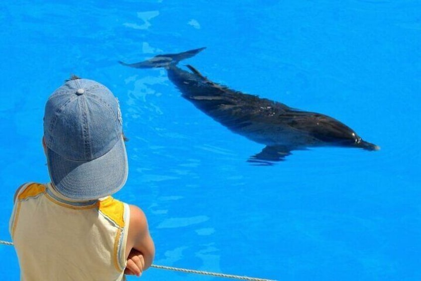 Experience the Dolphin House Royal VIP Sea Trip in Hurghada