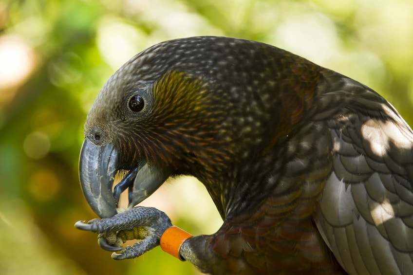 Zealandia Nature Sanctuary Daytime Walking Tour