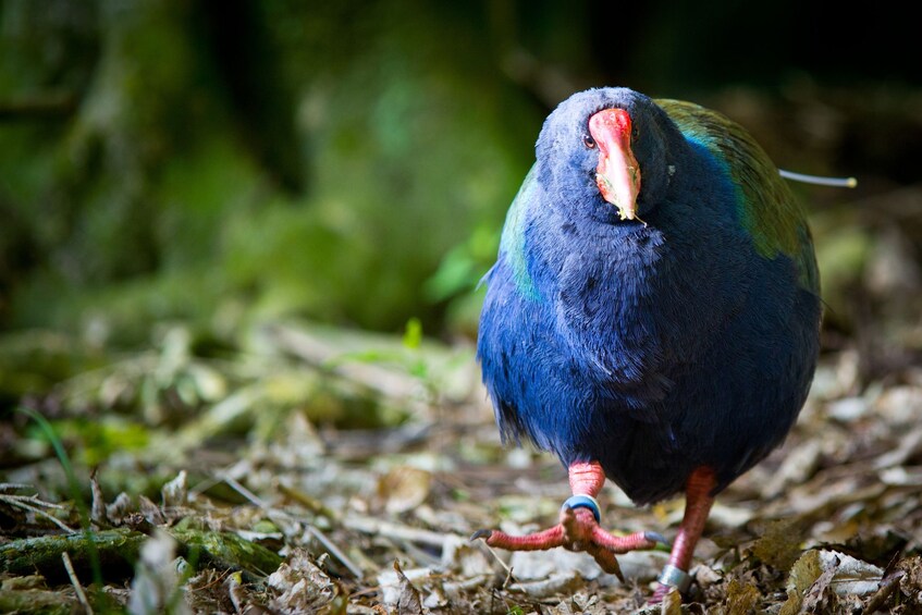 Zealandia Nature Sanctuary Daytime Walking Tour