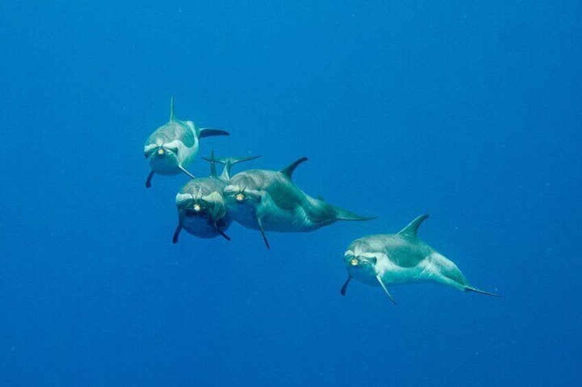 West Oahu is one of the only remaining places in Hawaii where you can snorkel alongside dolphins in the wild.