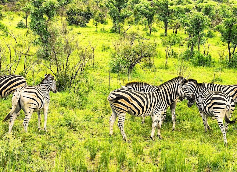 Picture 1 for Activity Kruger National Park 3 Days Best Ever Safari from Cape Town