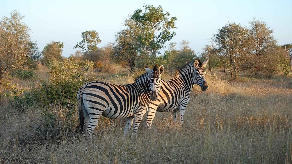 Picture 4 for Activity Kruger National Park 3 Days Best Ever Safari from Cape Town