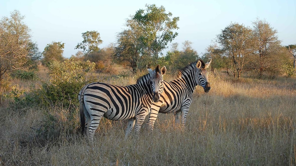 Picture 4 for Activity Kruger National Park 3 Days Best Ever Safari from Cape Town