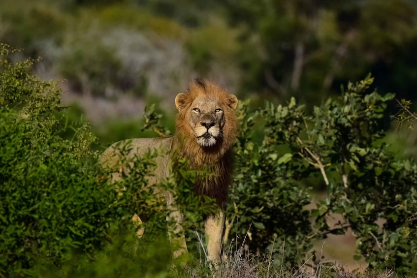 Kruger National Park 3 Days Best Ever Safari from Cape Town