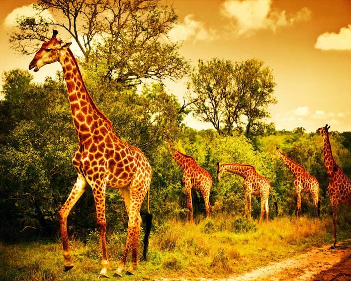 Picture 6 for Activity 3 Days 2 Nights Panorama Tour & Kruger National park Safari