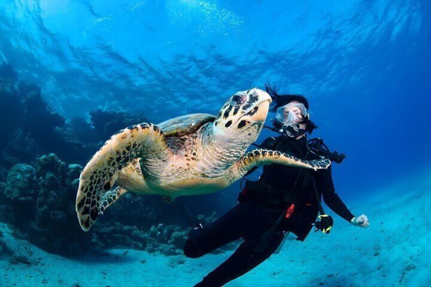 Trincomalee-Private Discovery Scuba Diving with Underwater video