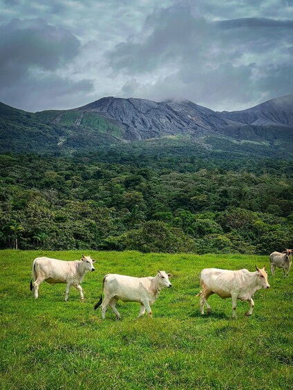 Picture 8 for Activity Explore Rincon de la Vieja Rainforest on Horseback Riding
