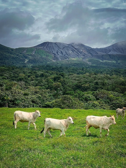 Picture 8 for Activity Explore Rincon de la Vieja Rainforest on Horseback Riding